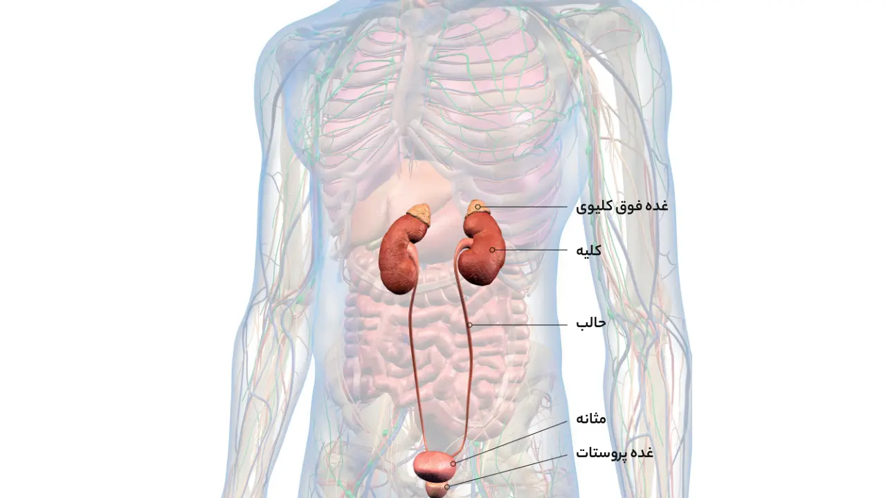 علائم و علل بزرگی خوش خیم پروستات